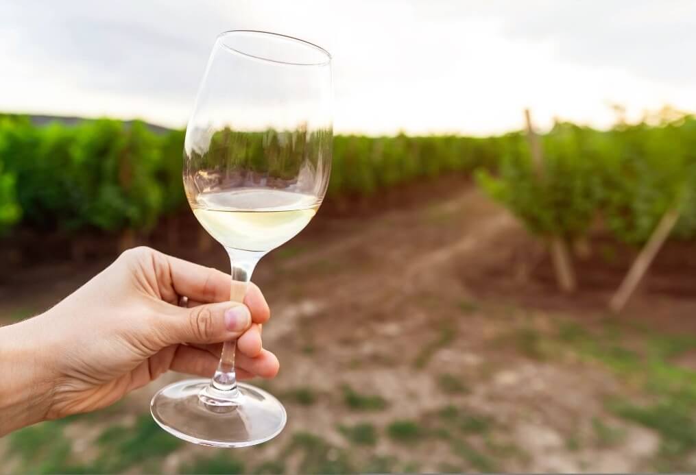 A hand holding a glass of white wine, with a vineyard in the background